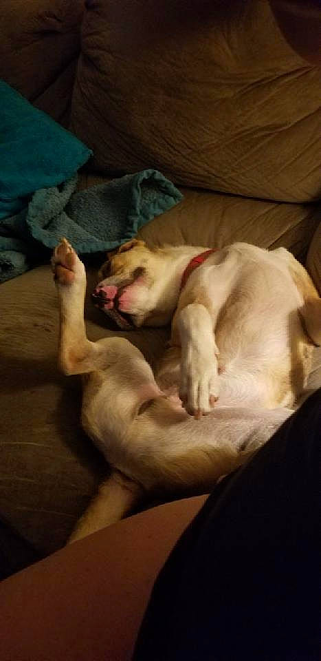 Kooper joined the competition — help win amazing prizes! canidae, carnivore, comfort, companion_dog, dog, dog_breed, fawn, felidae, guard_dog, linens, nap, non_sporting_group, paw, small_to_medium_sized_cats, snout, sporting_group, tail, toy_dog, whiskers, working_animal