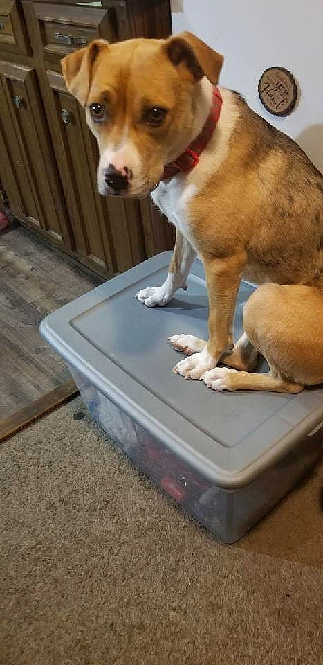 Kooper joined the competition — help win amazing prizes! ancient_dog_breeds, carnivore, circle, collar, companion_dog, dog, dog_breed, dog_collar, dog_supply, fawn, pet_supply, snout, sporting_group, tail, tire, water, wheel, working_animal, working_dog