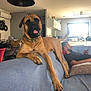Oppe a rejoint le concours — aidez-le/la à gagner de superbes lots ! brown_dog, casual, chain_collar, couch, curtains, decor, dog, furniture, home, indoor, light, living_room, man, modern, pet, phone, pillow, relaxing, table, window