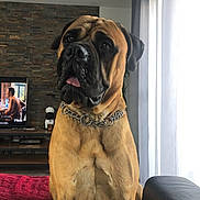 Oppe participe au concours pour gagner de l'argent avec cette photo : brown_dog, canine, chain_collar, comfortable, curtains, daylight, dog, domestic_animal, furniture, house, indoor, large_dog, living_room, pet, portrait, red_blanket, sitting, stone_wall, television, tongue_out