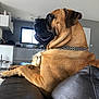 Oppe participe au concours pour gagner de l'argent avec cette photo : animal, brown_dog, canine, chain_collar, dog, domestic, furniture, home, indoor, kitchen, large_dog, leather_couch, living_room, modern_interior, muscular, pet, relaxing, resting, side_view, window