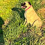Ohanna participe au concours pour gagner de l'argent avec cette photo : animal, black_face, canine, collar, daylight, dog, field, grass, happy, leash, muzzle, nature, outdoor, panting, pet, shadow, sitting, summer, sunlight, tan_color