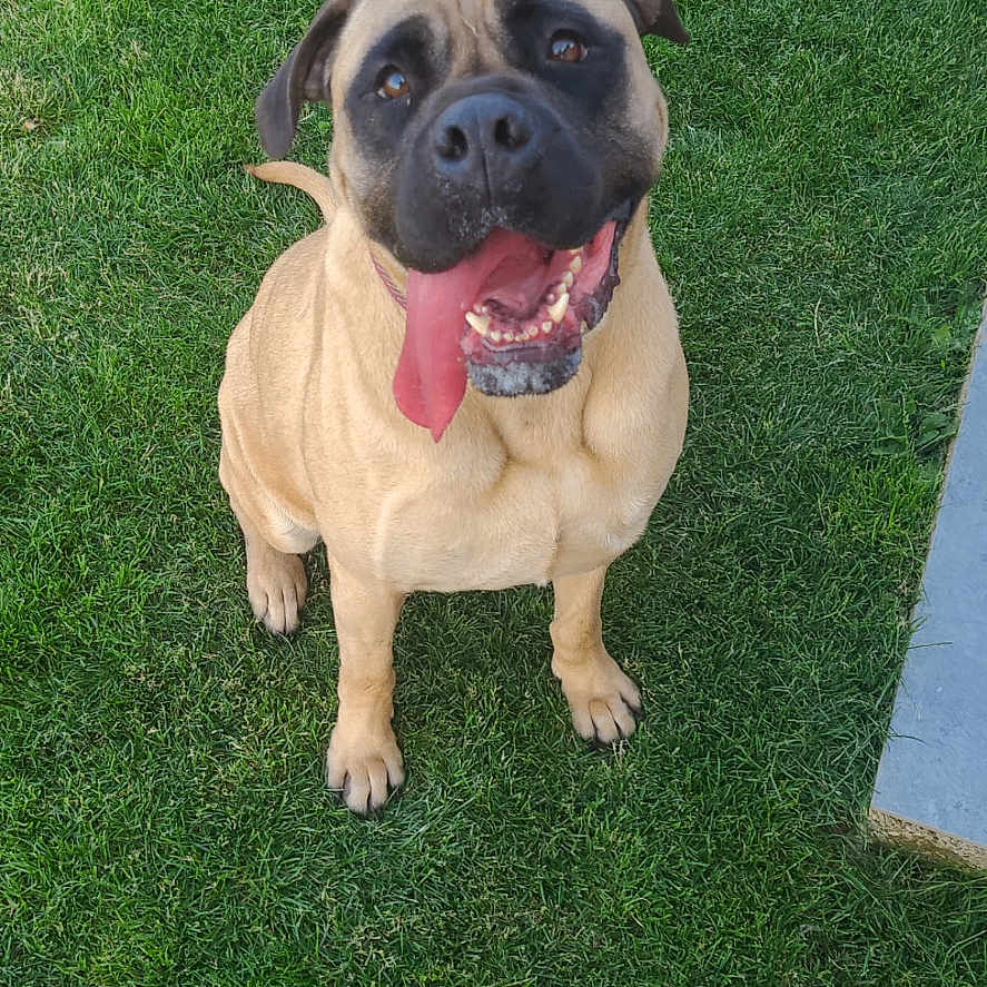 Ohanna a rejoint le concours — aidez-le/la à gagner de superbes lots ! animal, black_snout, canine, companion, cute, dog, friendly, grass, greenery, happy, looking_up, mammal, nature, outdoor, pet, playful, sitting, summer, tan_dog, tongue_out