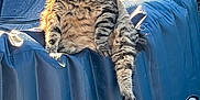 Bobby participe au concours pour gagner de l'argent avec cette photo : animal, blue, cat, cute, daylight, fluffy, fur, greenery, inflatable_pool_cover, leisure, nature, outdoor, paw, pet, relaxed, side_view, sitting, sunlight, tabby, whiskers