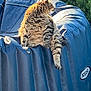 animal, blue, cat, cute, daylight, fluffy, fur, greenery, inflatable_pool_cover, leisure, nature, outdoor, paw, pet, relaxed, side_view, sitting, sunlight, tabby, whiskers