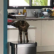 Bobby a rejoint le concours — aidez-le/la à gagner de superbes lots ! cat, countertop, cup, curious, dish_soap, domestic_animal, drying_rack, floor, furniture, glass, household, indoor, kitchen, pet, plant, reflection, stretching, tabby_cat, trash_bin, window