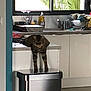 cat, countertop, cup, curious, dish_soap, domestic_animal, drying_rack, floor, furniture, glass, household, indoor, kitchen, pet, plant, reflection, stretching, tabby_cat, trash_bin, window