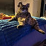 Bobby participe au concours pour gagner de l'argent avec cette photo : air_conditioner, blue_blanket, cat, couch, cozy, dim_lighting, door, fur, furniture, home, indoor, kitchen, legs_sprawled, pet, relaxed, stacked_dishes, tabby_cat, table, whiskers, window