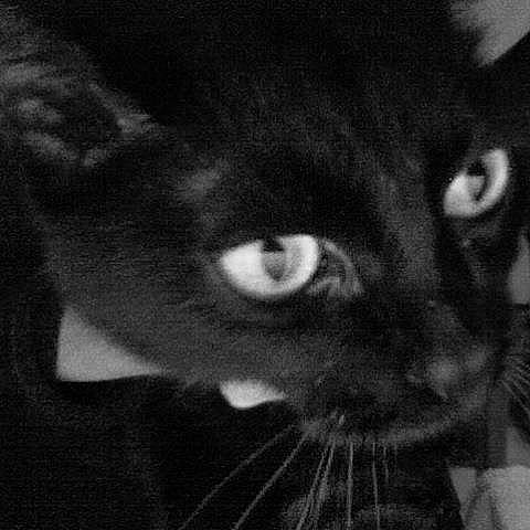 Faust participe au concours pour gagner de l'argent avec cette photo : black_cat, bombay, carnivore, cat, darkness, domestic_short_haired_cat, felidae, fur, iris, monochrome, monochrome_photography, small_to_medium_sized_cats, snout, terrestrial_animal, whiskers