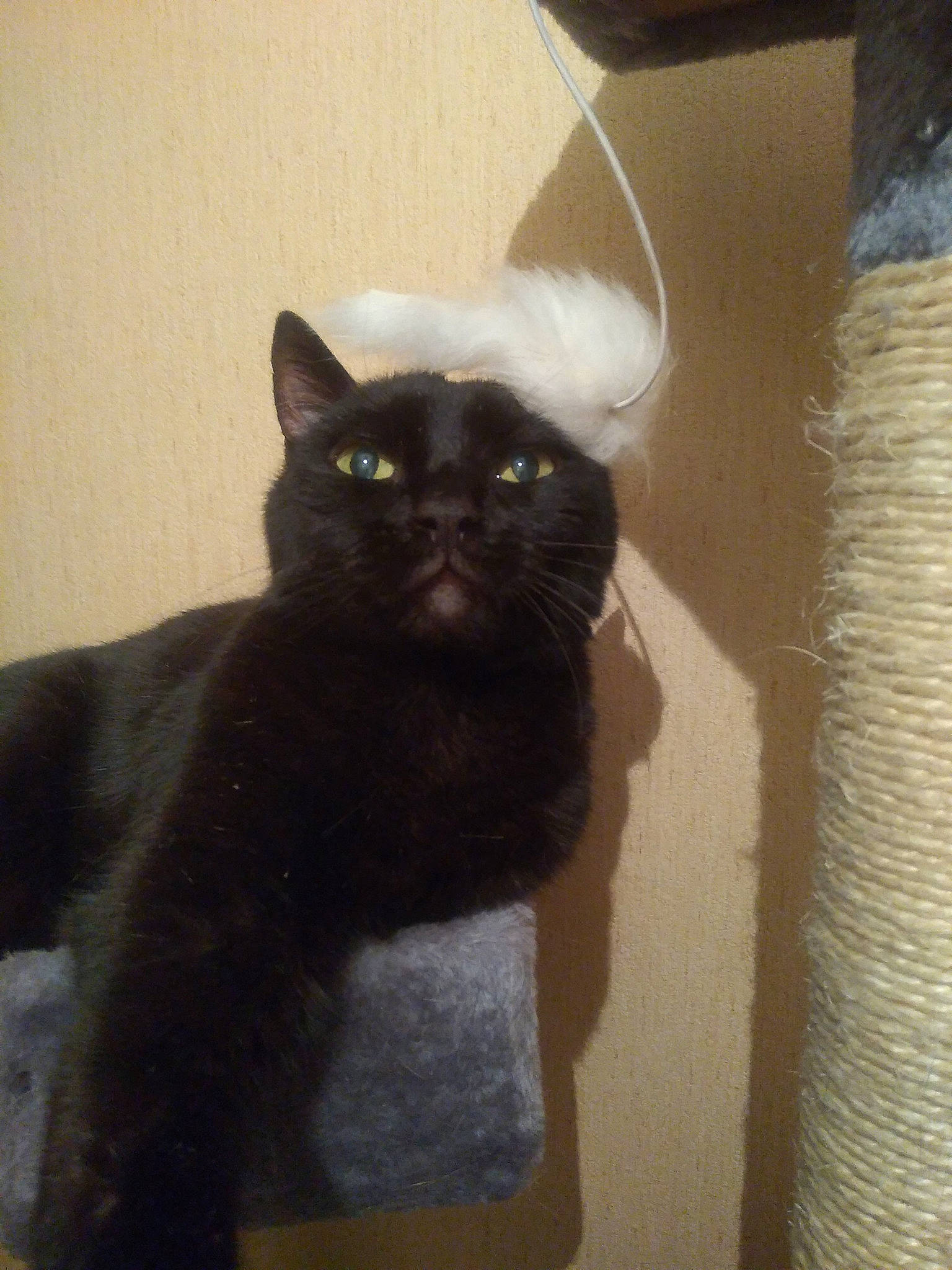 Faust participe au concours pour gagner de l'argent avec cette photo : black_cat, bombay, carnivore, cat, domestic_short_haired_cat, felidae, fur, hardwood, small_to_medium_sized_cats, snout, tail, terrestrial_animal, whiskers, window