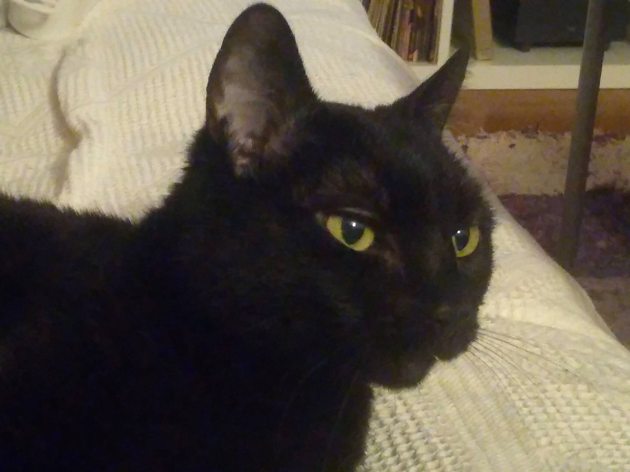 Faust participe au concours pour gagner de l'argent avec cette photo : black_cat, bombay, carnivore, cat, domestic_short_haired_cat, felidae, fur, havana_brown, small_to_medium_sized_cats, snout, terrestrial_animal, whiskers