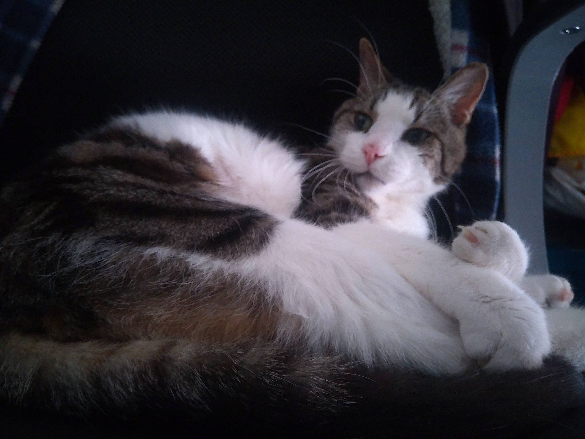 Mistral a rejoint le concours — aidez-le/la à gagner de superbes lots ! carnivore, cat, claw, domestic_short_haired_cat, felidae, fur, paw, small_to_medium_sized_cats, tail, whiskers