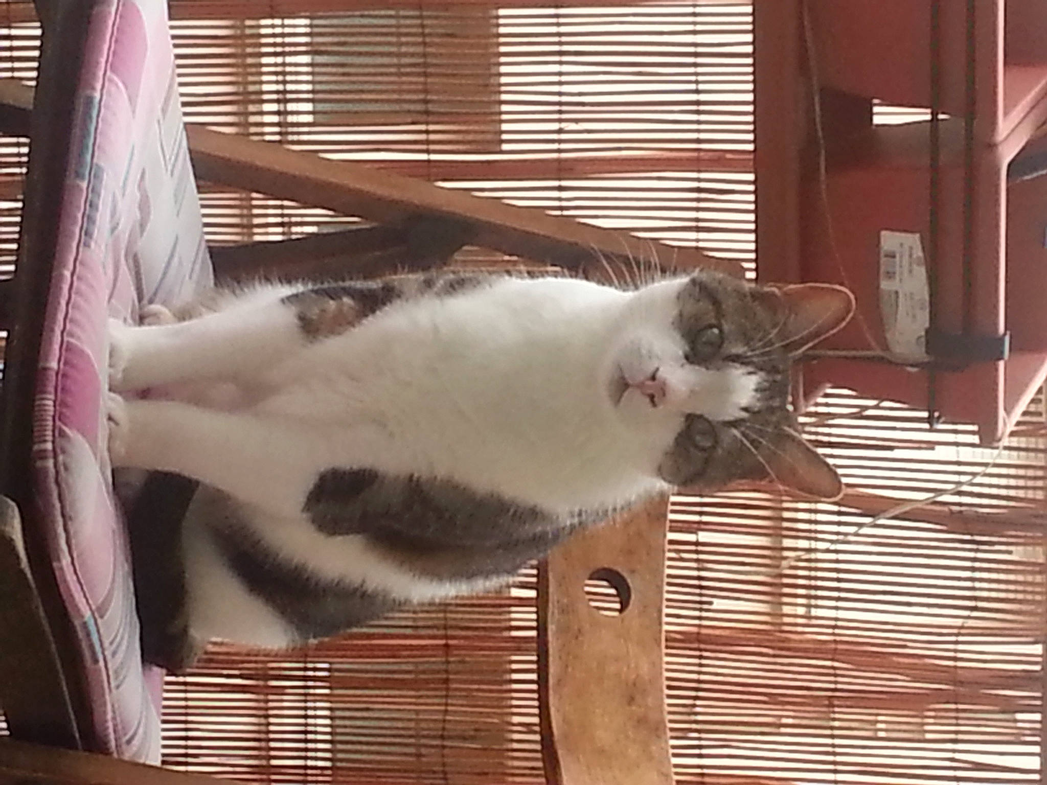 Mistral a rejoint le concours — aidez-le/la à gagner de superbes lots ! animal_shelter, carnivore, cat, domestic_short_haired_cat, fawn, felidae, flooring, fur, hardwood, mammal, paw, pet_supply, small_to_medium_sized_cats, snout, tail, textile, vertebrate, whiskers, window_covering, wood