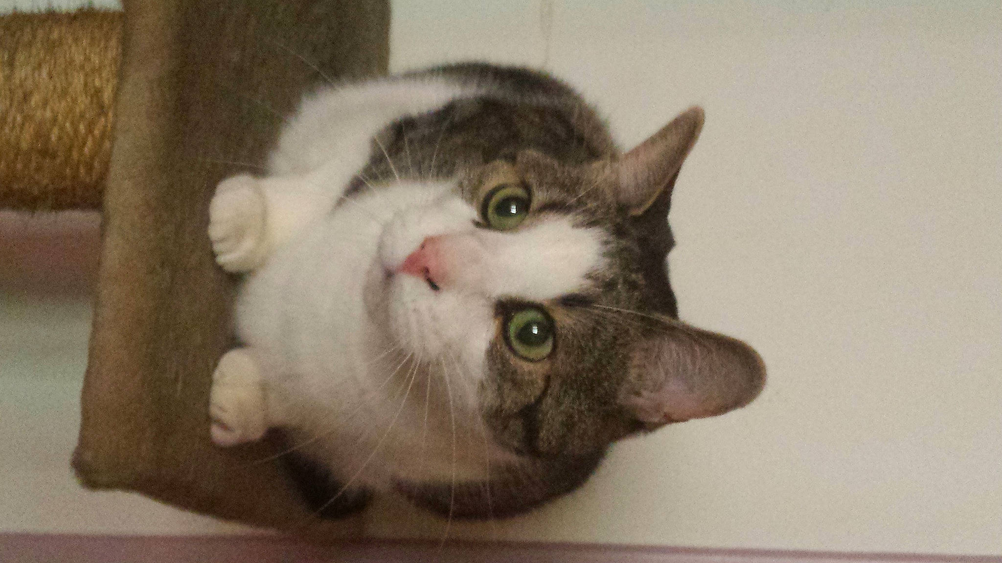 Mistral participe au concours pour gagner de l'argent avec cette photo : carnivore, cat, domestic_short_haired_cat, felidae, fur, paw, small_to_medium_sized_cats, snout, whiskers