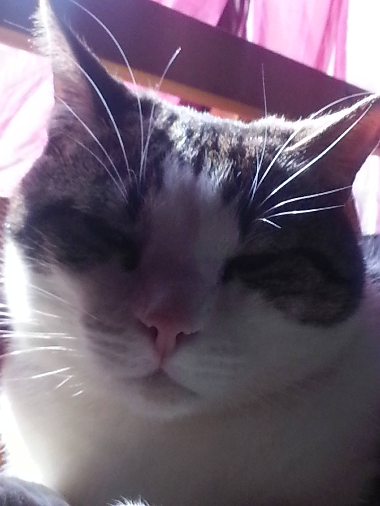 Mistral a rejoint le concours — aidez-le/la à gagner de superbes lots ! carnivore, cat, close_up, cloud, domestic_short_haired_cat, ear, eye, eyelash, felidae, fur, hair, head, human_body, leg, paw, plant, sky, small_to_medium_sized_cats, snout, whiskers