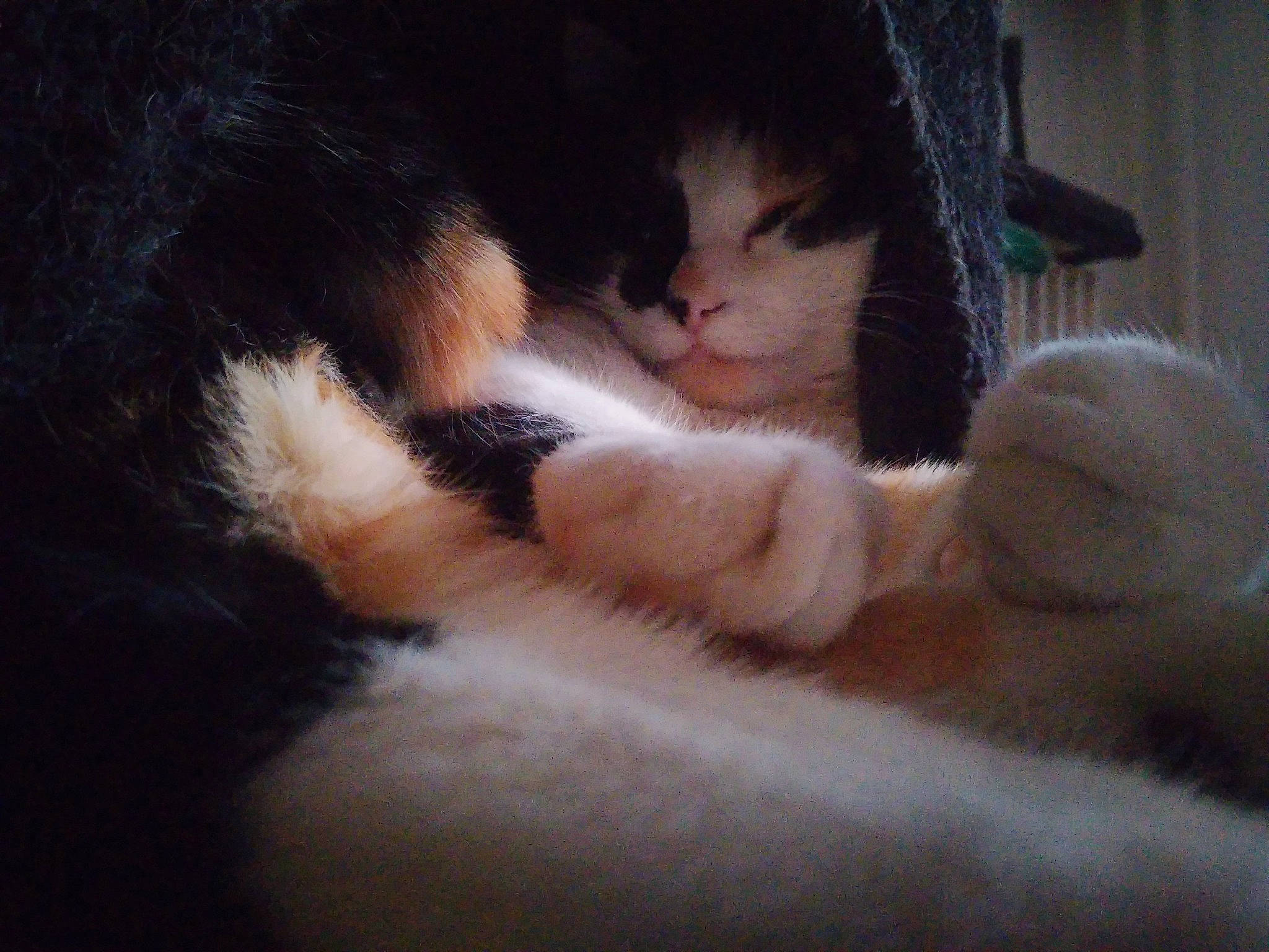 Agathe participe au concours pour gagner de l'argent avec cette photo : carnivore, cat, claw, comfort, domestic_short_haired_cat, ear, felidae, fur, nap, paw, sleep, small_to_medium_sized_cats, snout, tail, whiskers