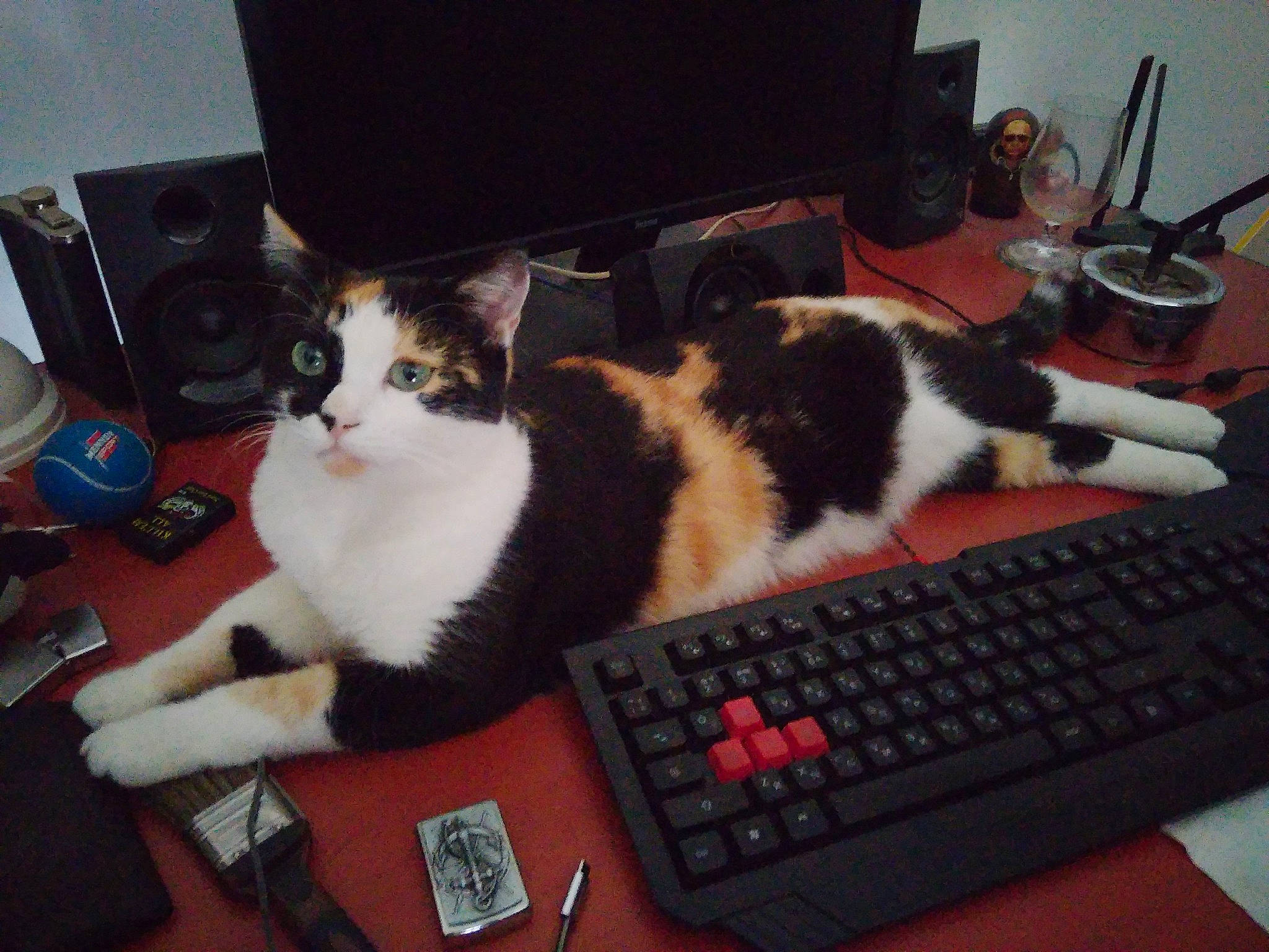 Agathe participe au concours pour gagner de l'argent avec cette photo : carnivore, cat, computer, computer_desk, computer_keyboard, computer_monitor, desk, desktop_computer, felidae, input_device, mouse, netbook, office_equipment, office_supplies, peripheral, personal_computer, small_to_medium_sized_cats, space_bar, table, whiskers