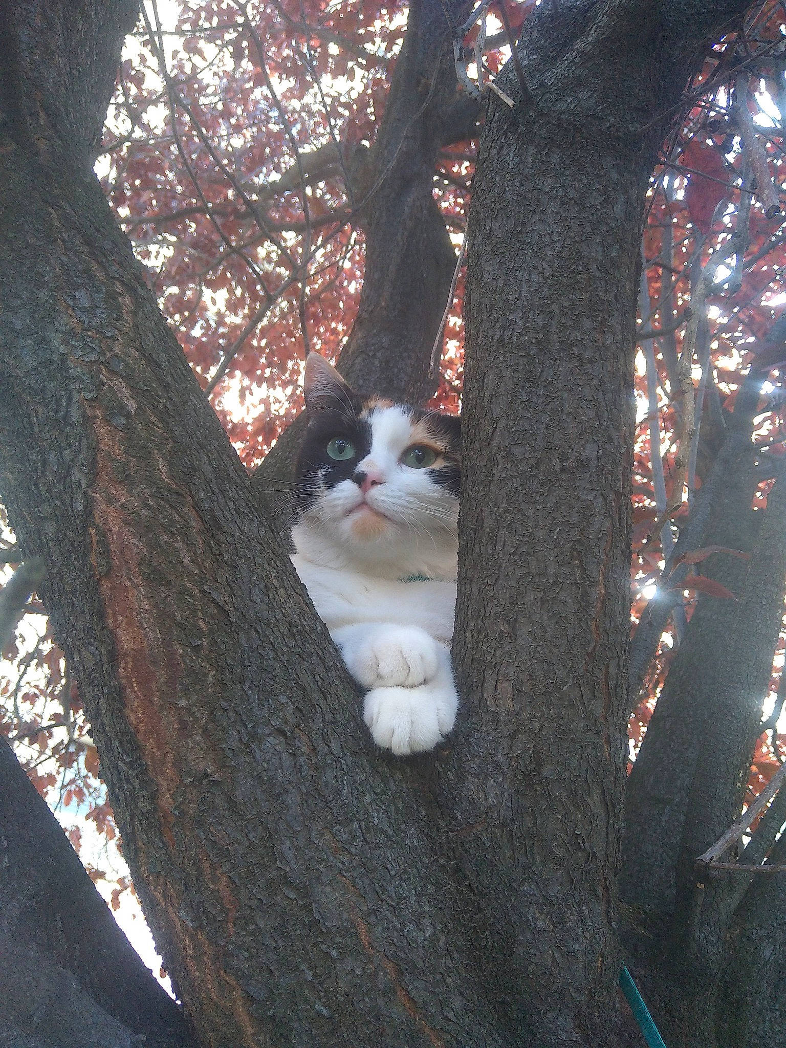 Agathe a rejoint le concours — aidez-le/la à gagner de superbes lots ! brown, carnivore, cat, deciduous, domestic_short_haired_cat, fawn, felidae, forest, fur, grass, small_to_medium_sized_cats, tail, tints_and_shades, tree, trunk, twig, whiskers, winter, wood, woodland