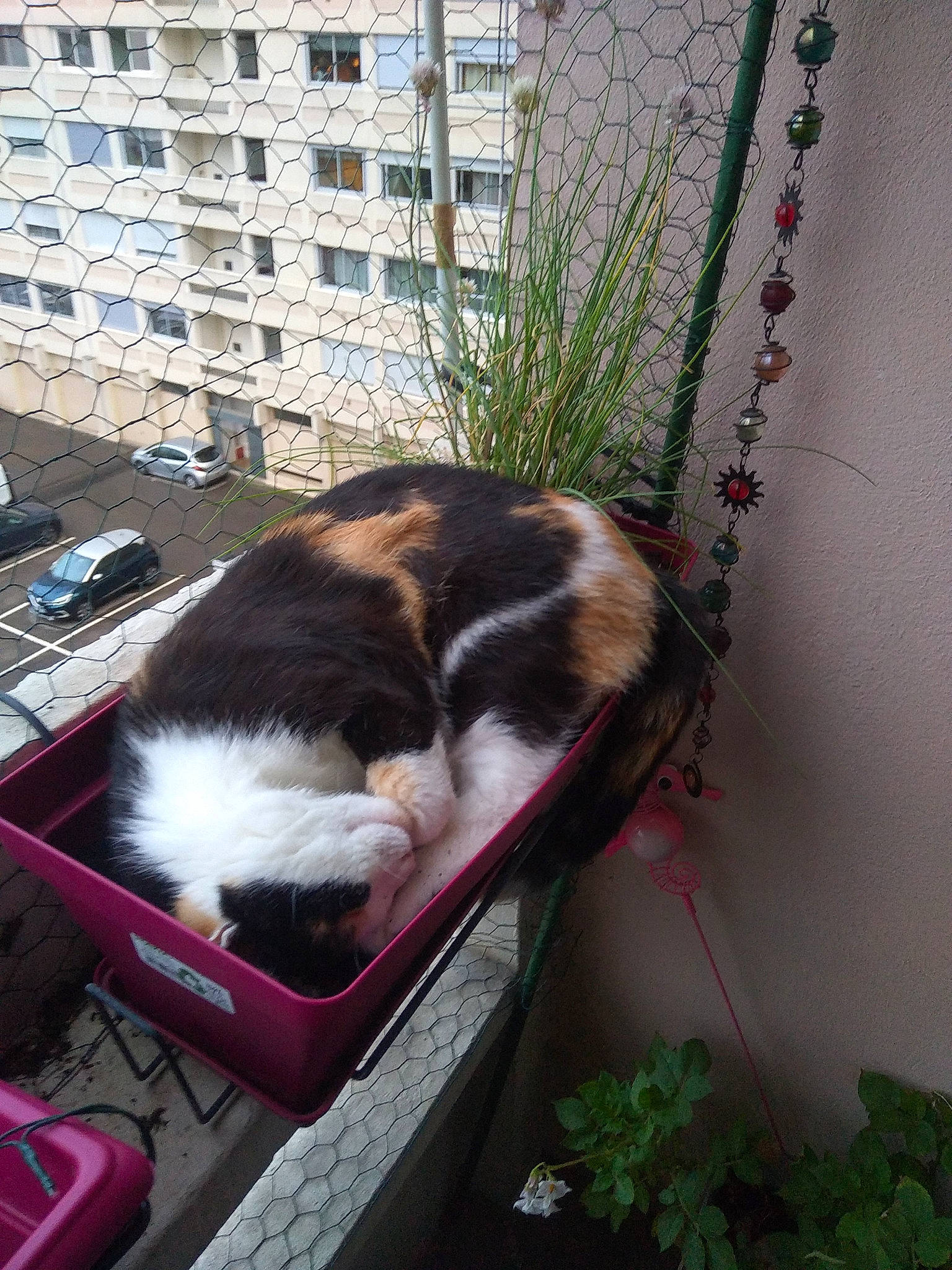 Agathe participe au concours pour gagner de l'argent avec cette photo : backyard, building, canidae, carnivore, cat, companion_dog, dog_breed, felidae, flowerpot, fur, grass, herb, houseplant, pet_supply, plant, small_to_medium_sized_cats, sporting_group, tail, whiskers, window