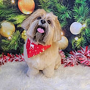 Brandi joined the competition — help win amazing prizes! background, bandana, celebration, christmas, cute, decorations, dog, festive, fluffy, greenery, holiday, indoor, ornament, pet, pine_branch, portrait, red, tinsel, tongue_out, white_rug