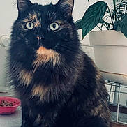 Lylah a rejoint le concours — aidez-le/la à gagner de superbes lots ! animal, cat, closeup, cozy, curious, domestic_animal, eyes, feline, fluffy_fur, food_bowl, fur, home, indoor, pet, plant, potted_plant, sitting, table, tortoiseshell_cat, whiskers