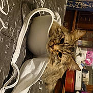 Layla is registered to the contest to win money with this photo: cat, tabby_cat, bra, fabric, bedspread, indoor, furniture, curious, pet, animal, table, clutter, household_items, brown, white, closeup, domestic_cat, resting, face, ears