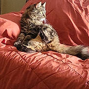 Layla is registered to the contest to win money with this photo: animal, cat, cozy, curtain, feline, fur, home, indoor, looking, mammal, orange_blanket, pet, quilted, relaxed, resting, sunlight, tabby, tail, whiskers, window