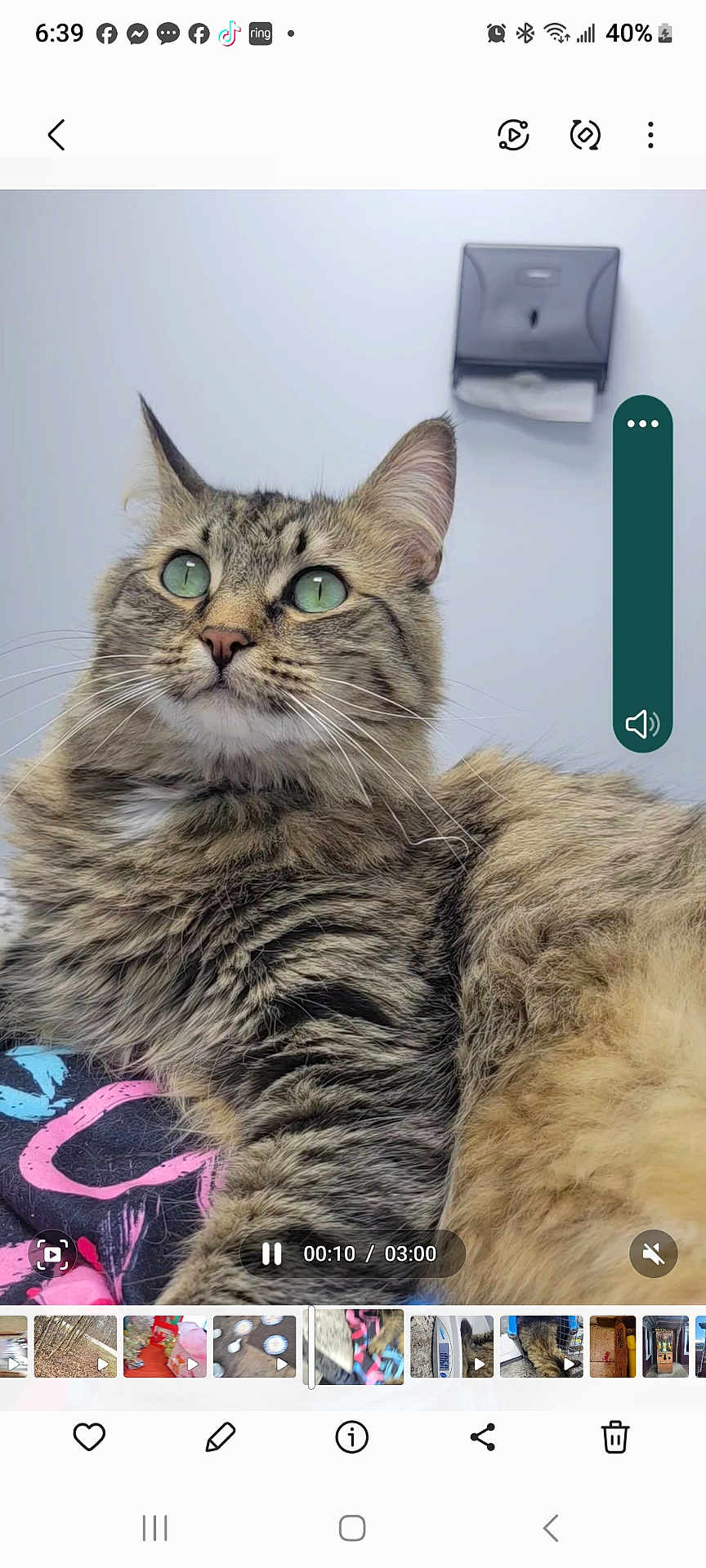 Layla is registered to the contest to win money with this photo: cat, tabby, green_eyes, fluffy, fur, animal, pet, indoor, relaxed, looking_up, whiskers, close_up, mammal, cute, feline, domestic_animal, portrait, resting, striped, calm