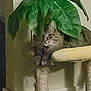 Layla joined the competition — help win amazing prizes! cat, tabby, plant, leaf, scratching_post, indoor, furniture, pet, curious, green, cozy, animal, home, fur, whiskers, eyes, resting, corner, floor, wall