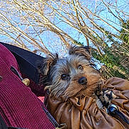 Phuket a rejoint le concours — aidez-le/la à gagner de superbes lots ! animal, bag, blue_sky, brown_bag, canine, closeup, corduroy, cozy, curious, cute, daylight, dog, fur, leafless_trees, nature, outdoor, pet, red_jacket, small_dog, trees