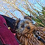 animal, bag, blue_sky, brown_bag, canine, closeup, corduroy, cozy, curious, cute, daylight, dog, fur, leafless_trees, nature, outdoor, pet, red_jacket, small_dog, trees