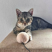 Baya a rejoint le concours — aidez-le/la à gagner de superbes lots ! cat, kitten, tabby, pet, animal, feline, portrait, face, eyes, ears, whiskers, fur, striped, sitting, lying_down, toy_mouse, scratching_post, cat_tree, indoor, couch