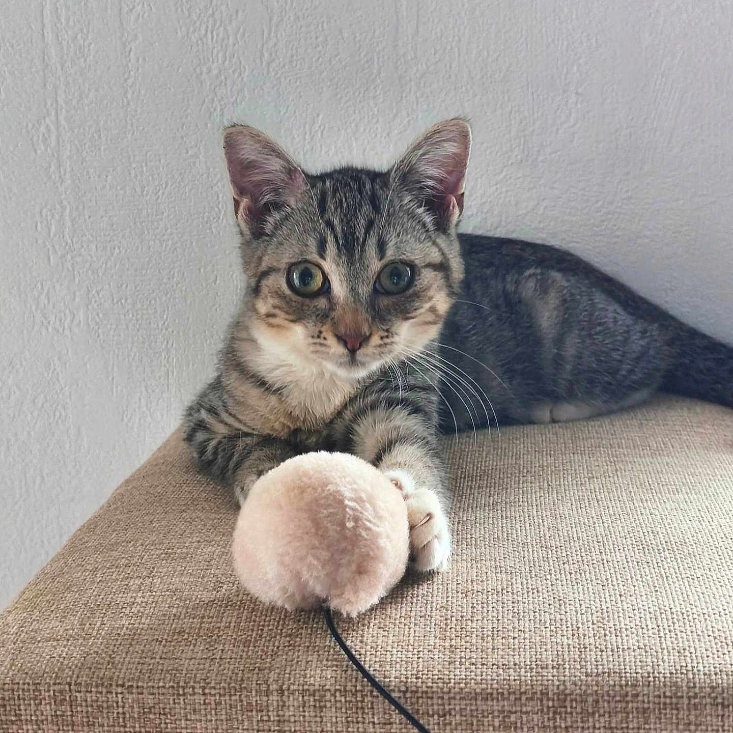 Baya a rejoint le concours — aidez-le/la à gagner de superbes lots ! cat, kitten, tabby, pet, animal, feline, portrait, face, eyes, ears, whiskers, fur, striped, sitting, lying_down, toy_mouse, scratching_post, cat_tree, indoor, couch