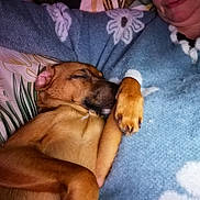 Vulcain participe au concours pour gagner de l'argent avec cette photo : dog, sleeping, paw, person, sweater, blanket, pillow, cozy, indoor, brown_dog, snuggling, close_up, pet, companion, relaxed, portrait, human_face, cuddling, fabric_pattern, flash_lighting