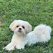Teddy is registered to the contest to win money with this photo: animal, canine, cute, daylight, dog, fluffy, fur, grass, greenery, lying_down, mammal, nature, outdoor, peaceful, pet, portrait, relaxed, small_dog, tongue_out, white_dog