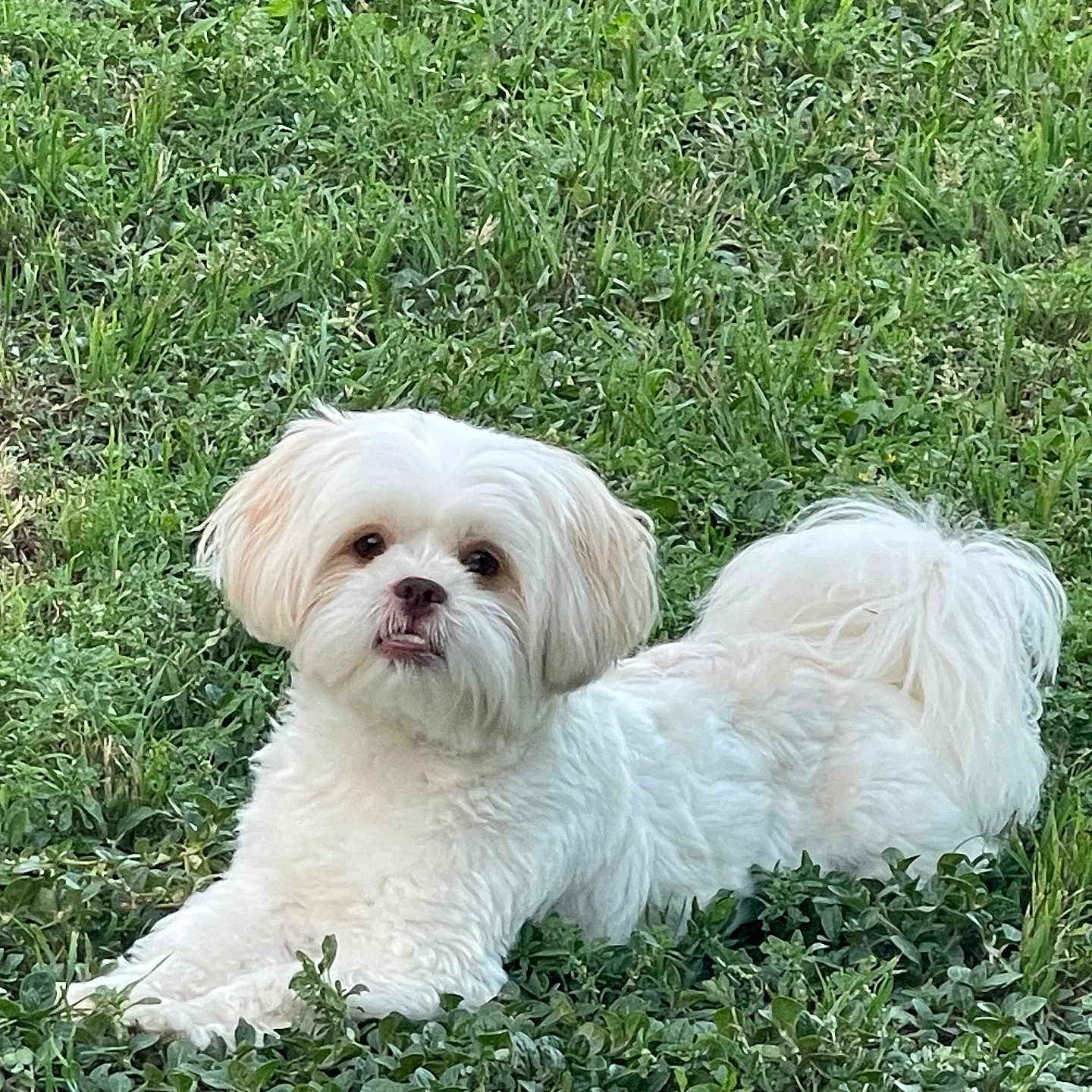 Teddy is registered to the contest to win money with this photo: animal, canine, cute, daylight, dog, fluffy, fur, grass, greenery, lying_down, mammal, nature, outdoor, peaceful, pet, portrait, relaxed, small_dog, tongue_out, white_dog