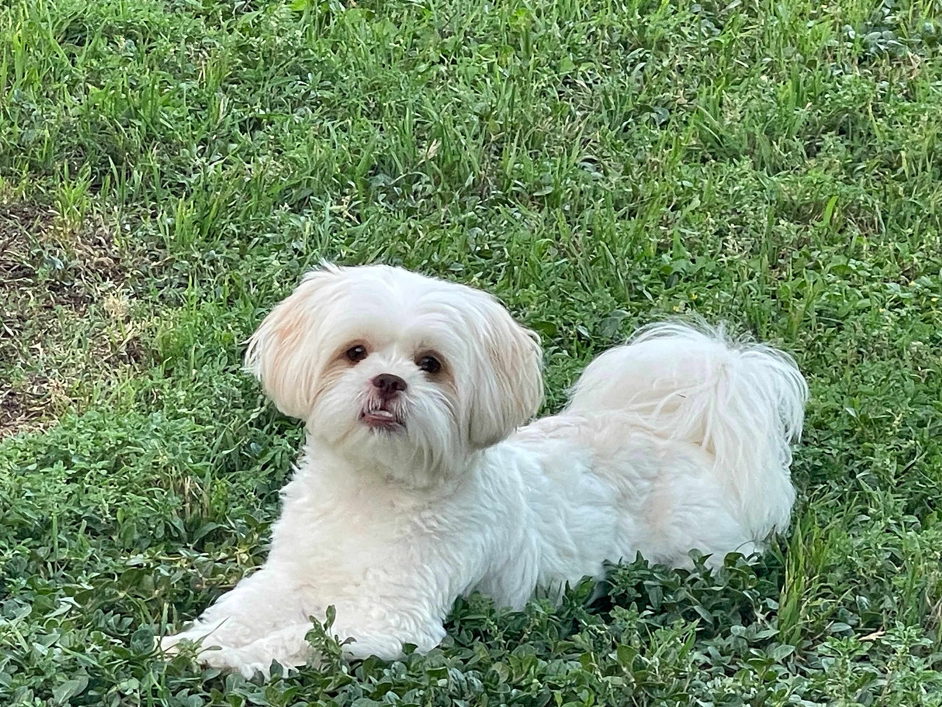 Teddy