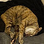 Faith joined the competition — help win amazing prizes! cat, tabby, sleeping, couch, blanket, indoor, pet, fur, cozy, relaxation, resting, paw, striped, domestic_animal, feline, animal, home, soft, comfortable, cute
