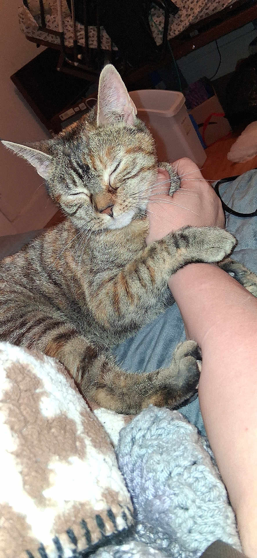 Faith is registered to the contest to win money with this photo: cat, tabby_cat, pet, animal, feline, claw, paw, human_arm, hand, blanket, cozy, indoor, resting, cute, sleepy, comfort, close_up, fur, domestic_animal, relaxation