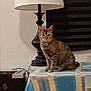 blanket, cat, curtain, ears, eyes, floor, furniture, home_decor, indoors, lamp, lamp_shade, night, pet, sitting, speaker, stripes, tabby_cat, table, tablecloth, window_blinds