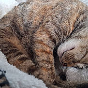 Faith joined the competition — help win amazing prizes! bed, blanket, cat, close_up, cozy, curled_up, domestic_cat, ear, fur, indoor, nap, nose, paw, pet, resting, sleeping_cat, soft_texture, stripe_pattern, tabby_cat, whiskers
