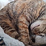 bed, blanket, cat, close_up, cozy, curled_up, domestic_cat, ear, fur, indoor, nap, nose, paw, pet, resting, sleeping_cat, soft_texture, stripe_pattern, tabby_cat, whiskers