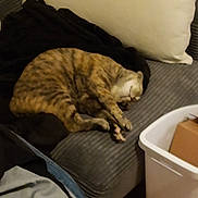 Faith joined the competition — help win amazing prizes! cat, tabby, sleeping, couch, pillow, blanket, indoor, furniture, cozy, pet, striped, gray, denim, fabric, bin, cardboard_box, floor, wood_floor, relaxing, resting