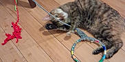 Faith joined the competition — help win amazing prizes! cat, tabby_cat, playing, yarn, beaded_ring, wooden_floor, indoor, furniture_leg, sandals, flooring, pet, animal, cute, domestic, toy, relaxing, brown, striped, laying, cozy