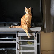 Rufio is registered to the contest to win money with this photo: animal, carpet, cat, curtains, cute, domestic, electronics, feline, furniture, indoor, orange_tabby, pet, pet_indoor, relaxed, sitting, tail, television, tv_stand, window_covering, wood