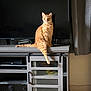 animal, carpet, cat, curtains, cute, domestic, electronics, feline, furniture, indoor, orange_tabby, pet, pet_indoor, relaxed, sitting, tail, television, tv_stand, window_covering, wood