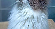 Snow a rejoint le concours — aidez-le/la à gagner de superbes lots ! cat, fluffy, blue_eyes, portrait, feline, whiskers, long_hair, looking_up, close_up, soft_fur, indoor, cute, pet, domestic_animal, animal, mammal, face, ear, nose, background_blur