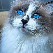 Snow participe au concours pour gagner de l'argent avec cette photo : cat, blue_eyes, fluffy_fur, close_up, whiskers, gray_and_white, pet, feline, portrait, indoor, cute, soft_texture, animal, mammal, focused, beautiful_eyes, fur_detail, whisker_detail, domestic_cat, calm