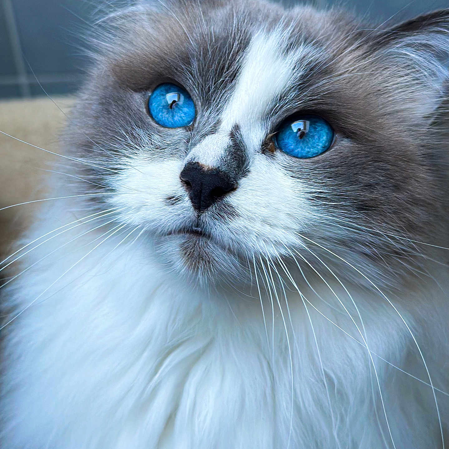 Snow participe au concours pour gagner de l'argent avec cette photo : cat, blue_eyes, fluffy_fur, close_up, whiskers, gray_and_white, pet, feline, portrait, indoor, cute, soft_texture, animal, mammal, focused, beautiful_eyes, fur_detail, whisker_detail, domestic_cat, calm