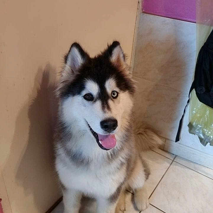 Theeya a rejoint le concours — aidez-le/la à gagner de superbes lots ! animal, canine, dog, eskimodog, husky, pet, puppy